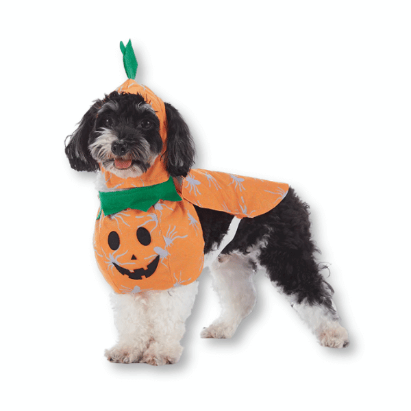 Halloween Dog Costumes - Orange Pumpkin - Petopia | Products for dogs